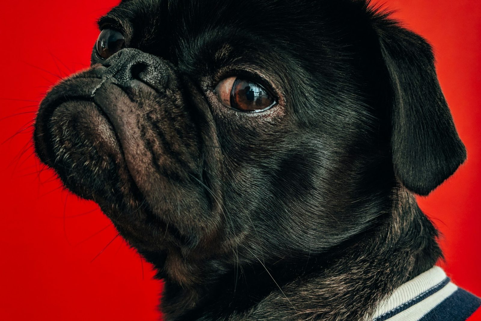 Small black dog portrait on red background