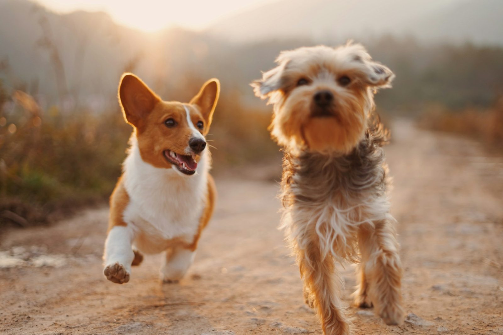Two dogs running outdoors