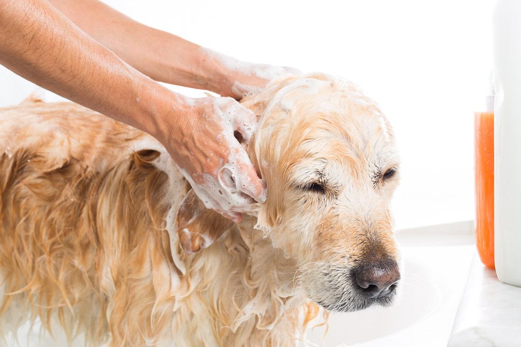 Dog being washed in a grooming bath