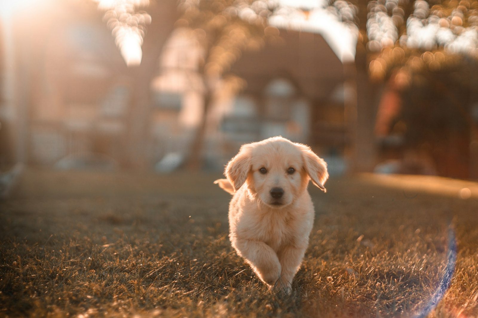 Vet clinic website demo photography for Willowbank Vet Clinic